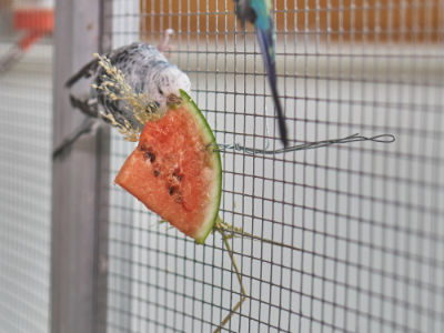 Wassermelone 6